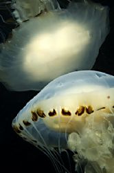 Compass Jellyfish - Trearddur bay, North Wales, UK.
Niko... by Paul Maddock 